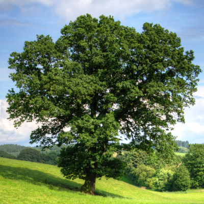 Computer Vision Tree Mapping